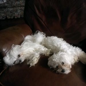 Meet your Posher, Darla